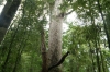 large Kauri tree in Waihoua forest NZ
