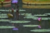 Water Lillies in the pond at Umi-Jigoku hot springs, Beppu, Japan
