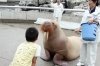Pet the Walrus at Umitamgo (aquarium), Oita, Japan.  From very northern Pacific and Arctic seas.