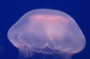 Jelly fish under coloured lights at Umitamgo (aquarium), Oita, Japan.