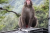 Old fella at Mt Takasaki Monkey Park, Oita, Japan.