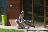 Dalmation Pelicans, Divjake-Karavasta National Park AL