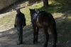 Horse ready for the tourists at Berat Fortress AL