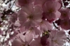 Blossom on Strassburger Strasse, Berlin DE