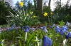 Spring flowers in the Tiergarten, Berlin DE