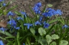 Spring flowers in the Tiergarten, Berlin DE
