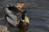 Duck in the Tiergarten, Berlin DE