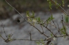 Bumblebee - first sign of Spring in the Tiergarten, Berlin DE