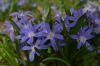 Spring flowers in the Tiergarten, Berlin DE