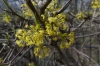 Spring flowers in the Tiergarten, Berlin DE