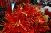 Flowers, Osh Market, Bishkek KG