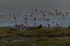 Flamingos on Lake Hedionda BO