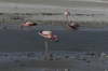 Flamingos on Lake Hedionda BO