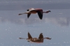 Flamingoes. Laguna Colorada BO