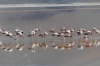 Flamingoes. Laguna Colorada BO