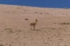 Vicuña. The Bolivian High Desert
