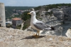 Seagull with an attitude, Corsica FR