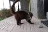 Coati (racoon) feeding on treats at the Boquete Visitor's Centre