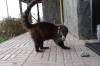 Coati (racoon) feeding on treats at the Boquete Visitor's Centre PA