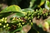 Young coffee berries. Finca Dos Jefes Coffee Farm