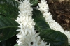 Coffee flowers. Finca Dos Jefes Coffee Farm, Boquete PA