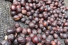 Coffee berries drying. Finca Dos Jefes Coffee Farm, Boquete PA