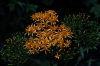 Orange flowers. Cascada Escondida (Waterfall Trail), Boquete PA