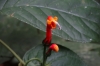Cheeky red flower. Cascada Escondida (Waterfall Trail), Boquete PA