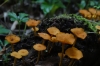 Toadstools. Cascada Escondida (Waterfall Trail), Boquete PA