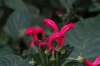Pretty pink flowers. Cascada Escondida (Waterfall Trail), Boquete PA