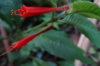 Red flowers. Cascada Escondida (Waterfall Trail), Boquete PA