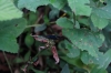 Blue bug. Cascada Escondida (Waterfall Trail), Boquete PA