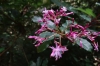 Pinkish flowers. Cascada Escondida (Waterfall Trail)