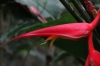 Stunning red flower. Cascada Escondida (Waterfall Trail)
