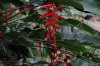 Stunning red flower. Cascada Escondida (Waterfall Trail), Boquete PA