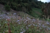 Blue flowers. Cascada Escondida (Waterfall Trail), Boquete PA
