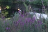 Lavendar at Milford Pond