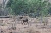 Baboons, Chobe National Park, Botswana