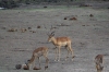 Impalas on the river flat, Chobe National Park, Botswana