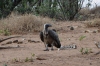 White Necked Vultures clean up some carrion, Chobe National Park, Botswana