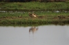 Egyptian Geese, Chobe National Park, Botswana