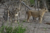 Young male and female lions, Chobe National Park, Botswana