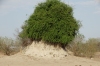 Woolly Caper Bush growing on a termite mound, Chobe National Park, Botswana