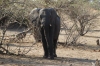 Elephants bathe then take a dust shower by the river, Chobe National Park, Botswana