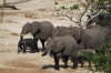 Elephants bathe then take a dust shower by the river, Chobe National Park, Botswana