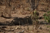 Two lions and a very restless impala, Chobe National Park, Botswana