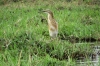 African Jakana (Jesus Bird) , Chobe National Park, Botswana