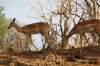 Impala, Chobe National Park, Botswana