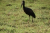 Open Beak Stork, Chobe National Park, Botswana