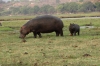 Mum and bub hippopotamus, Chobe National Park, Botswana